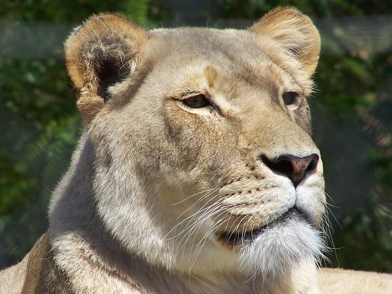 Lioness in Profile — Brown, Calm