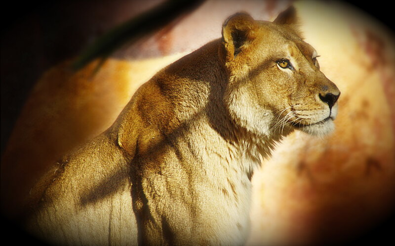 Lioness in Profile — Brown, Dramatic, Afternoon, Photograph, Sunlight
