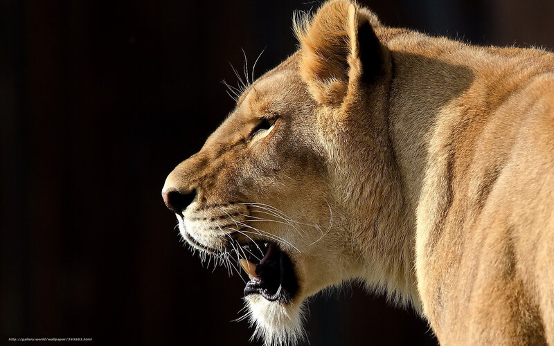 Lioness in Profile — Brown, Dramatic, Afternoon