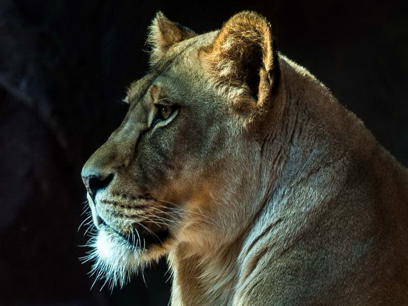 Lioness in Profile — Brown, Dramatic, Photograph, Dark Background