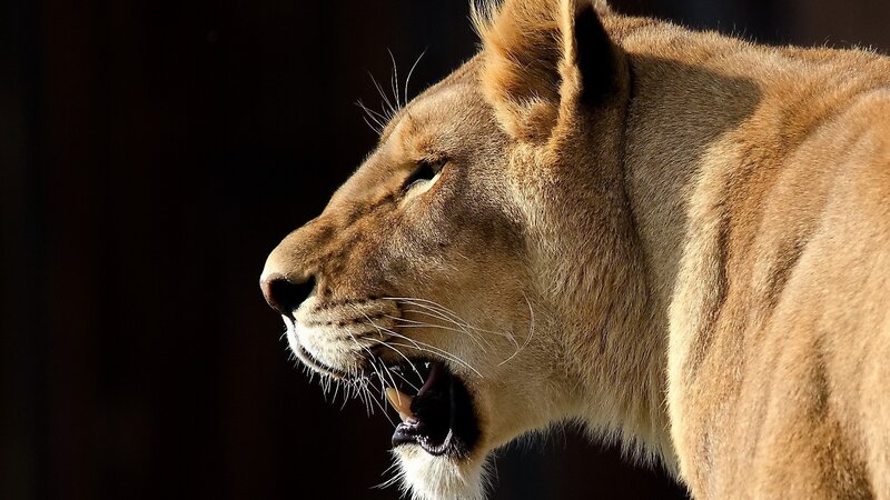 Lioness in Profile — Brown, Dramatic, Photograph, Open Mouth