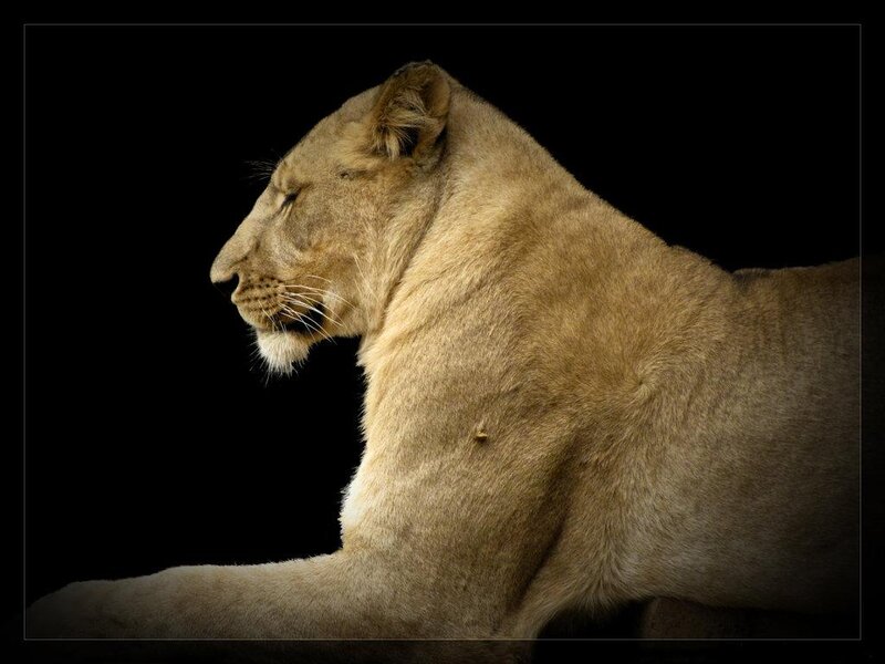 Lioness in Profile — Brown, Dramatic, Photograph