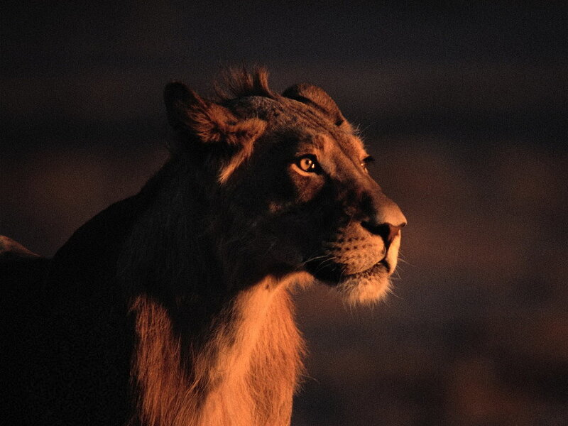 Lioness in Profile — Brown, Dramatic