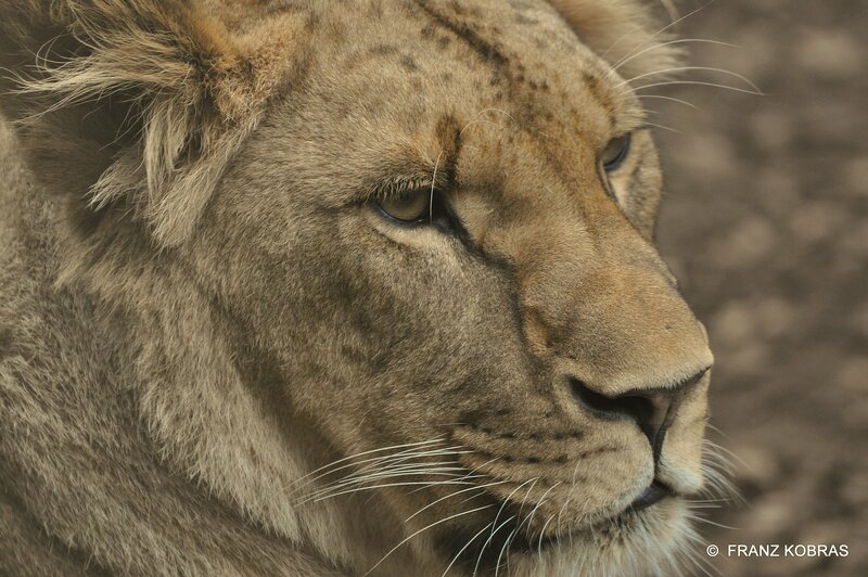 Lioness in Profile — Brown