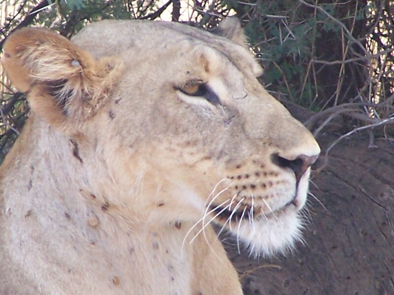 Lioness in Profile — Tan