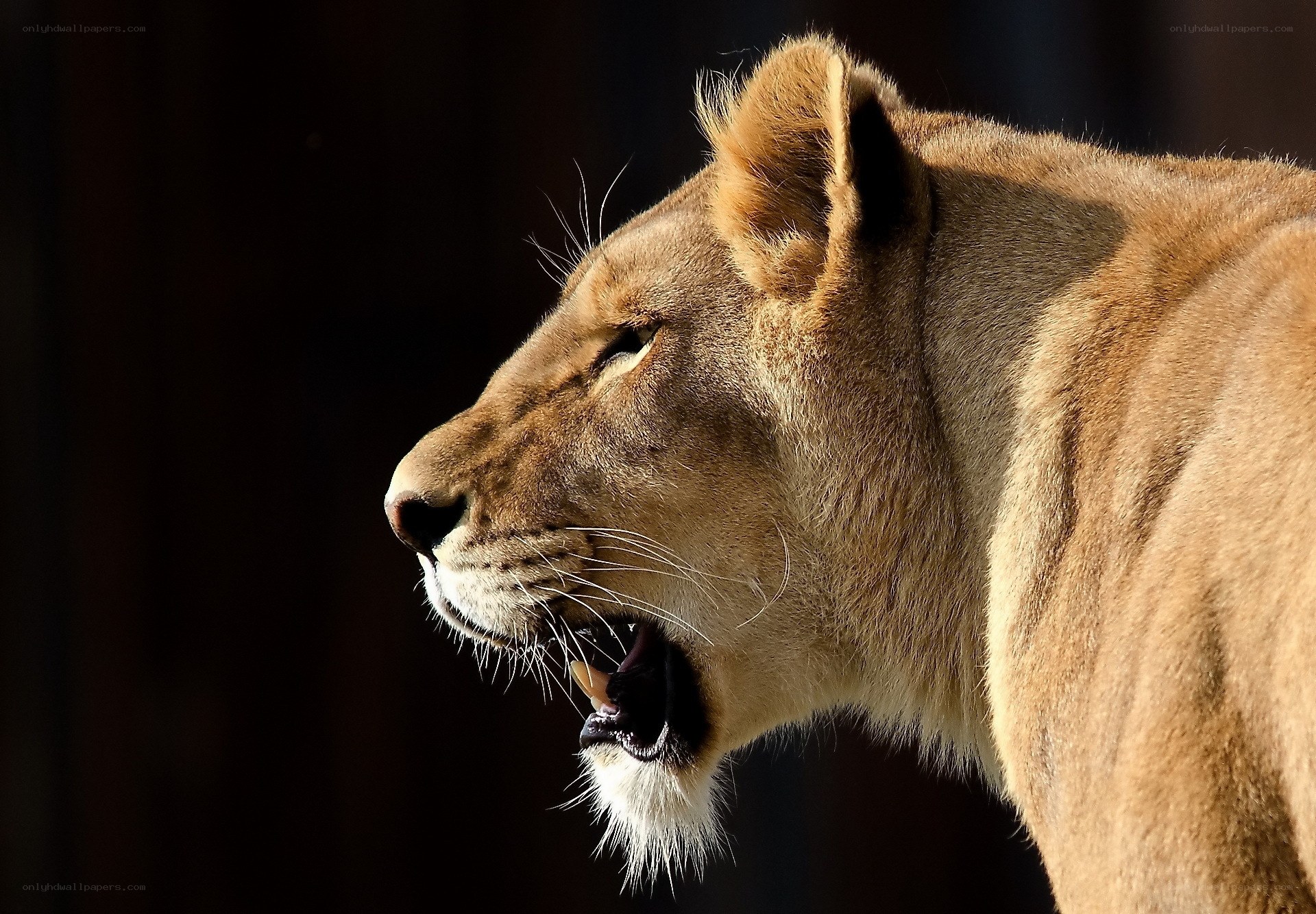 lioness in profile