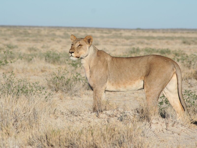 Lioness in Savanna — Brown