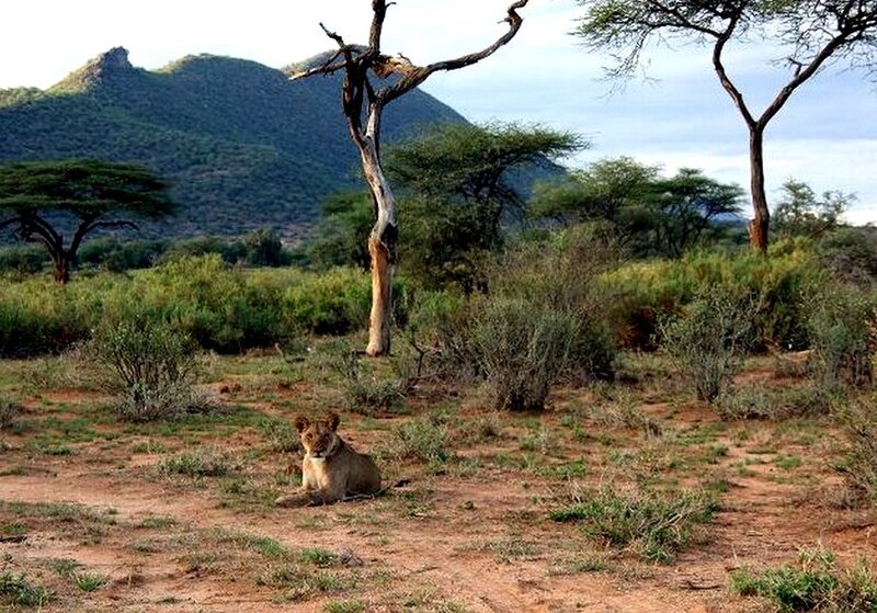 Lioness in savanna landscape