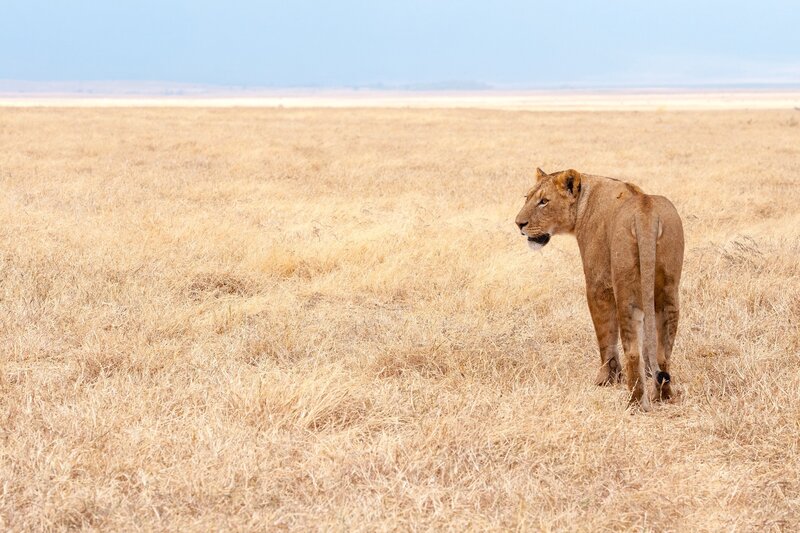 Lioness in Savanna