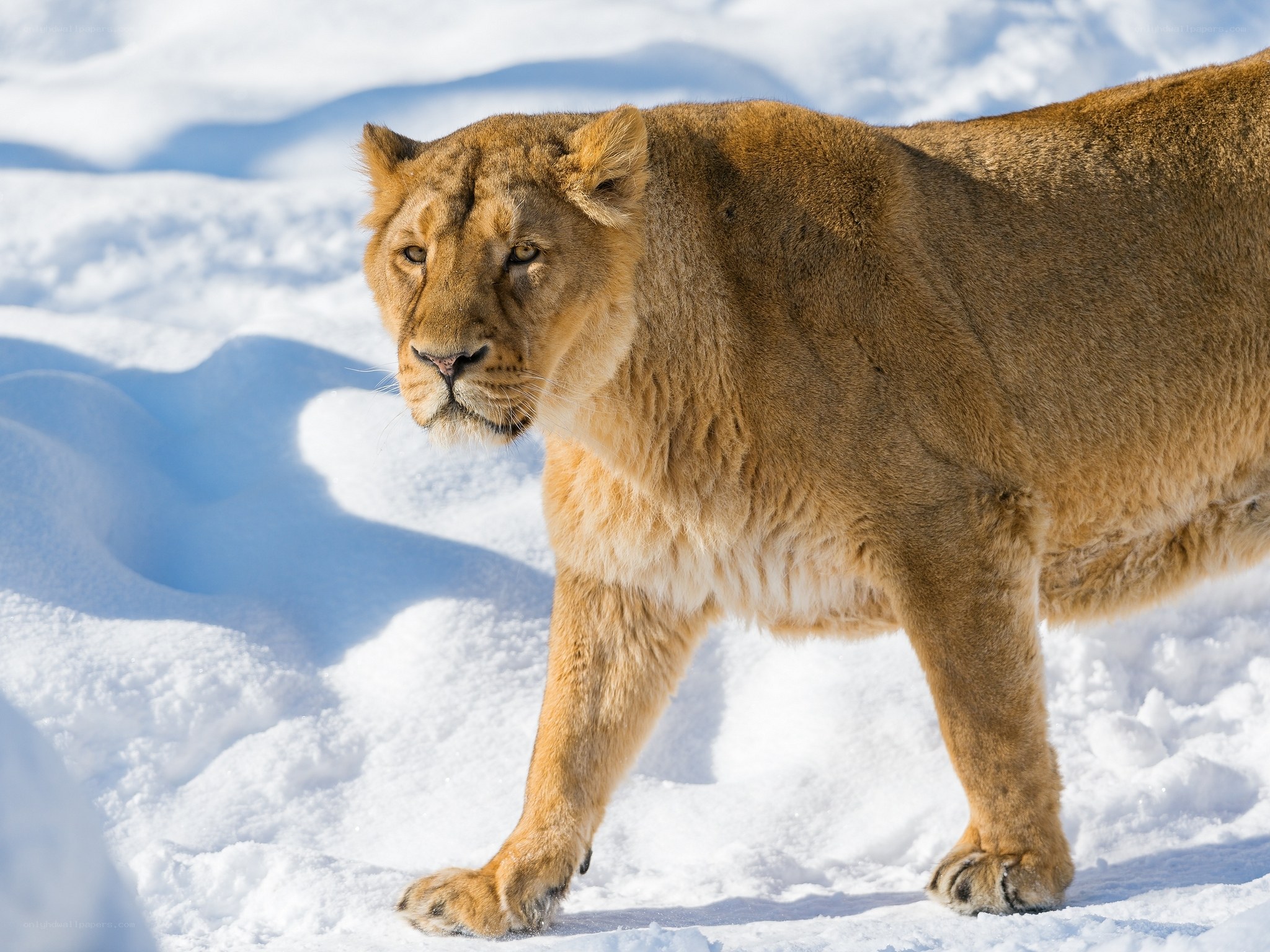 lioness in snowy landscape