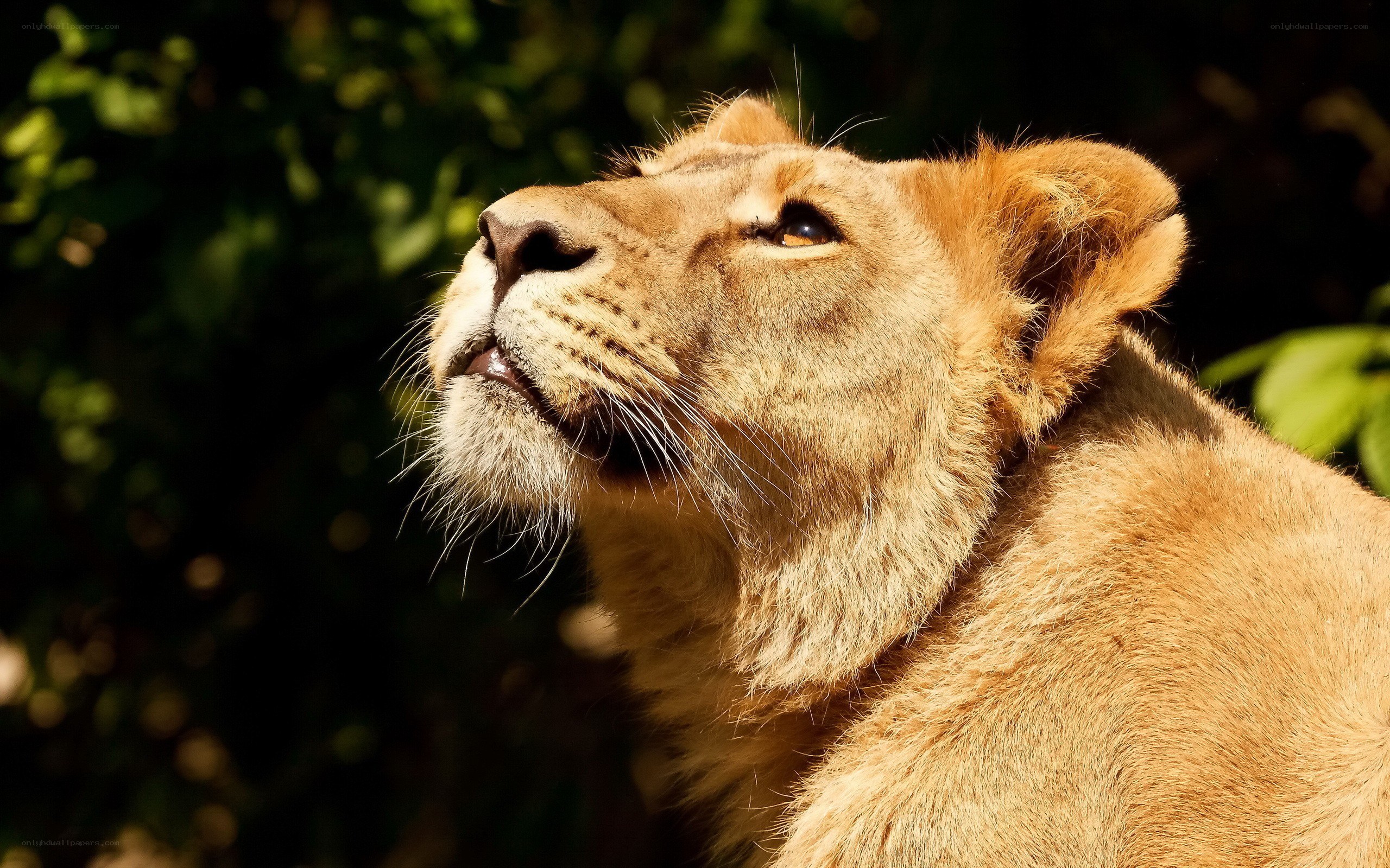 lioness in sunlight