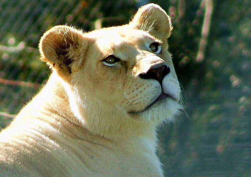 Lioness in Sunlight — Beige