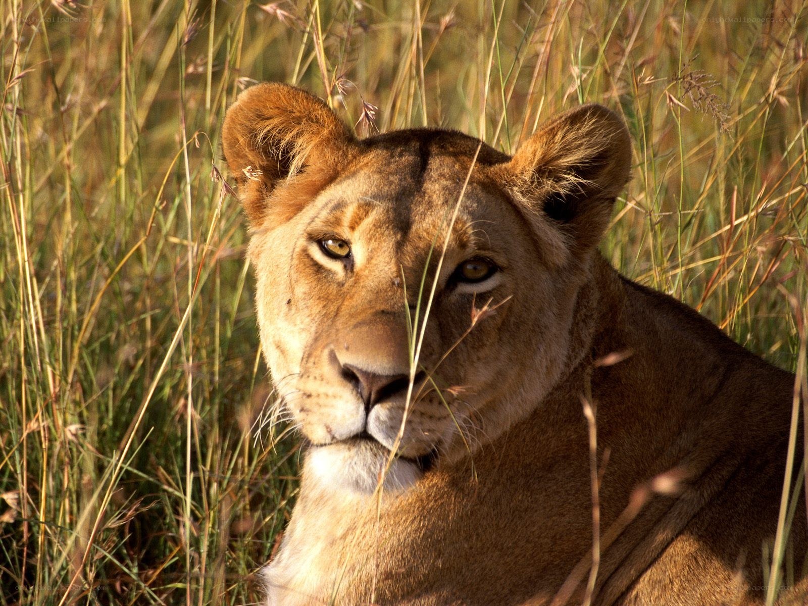 Lioness in tall grass