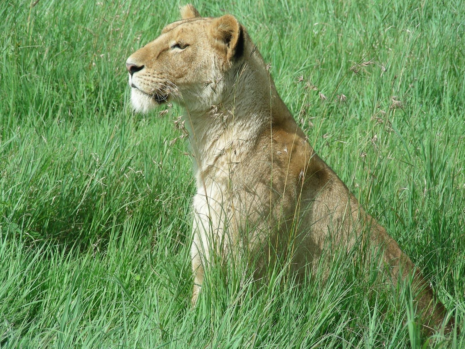 Lioness in tall grass