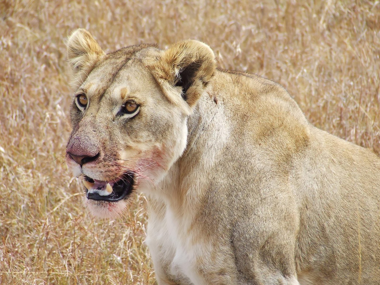 Lioness in tall grass