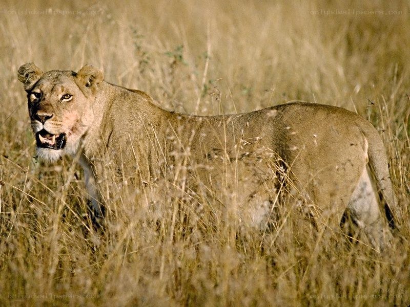 Lioness in tall grass