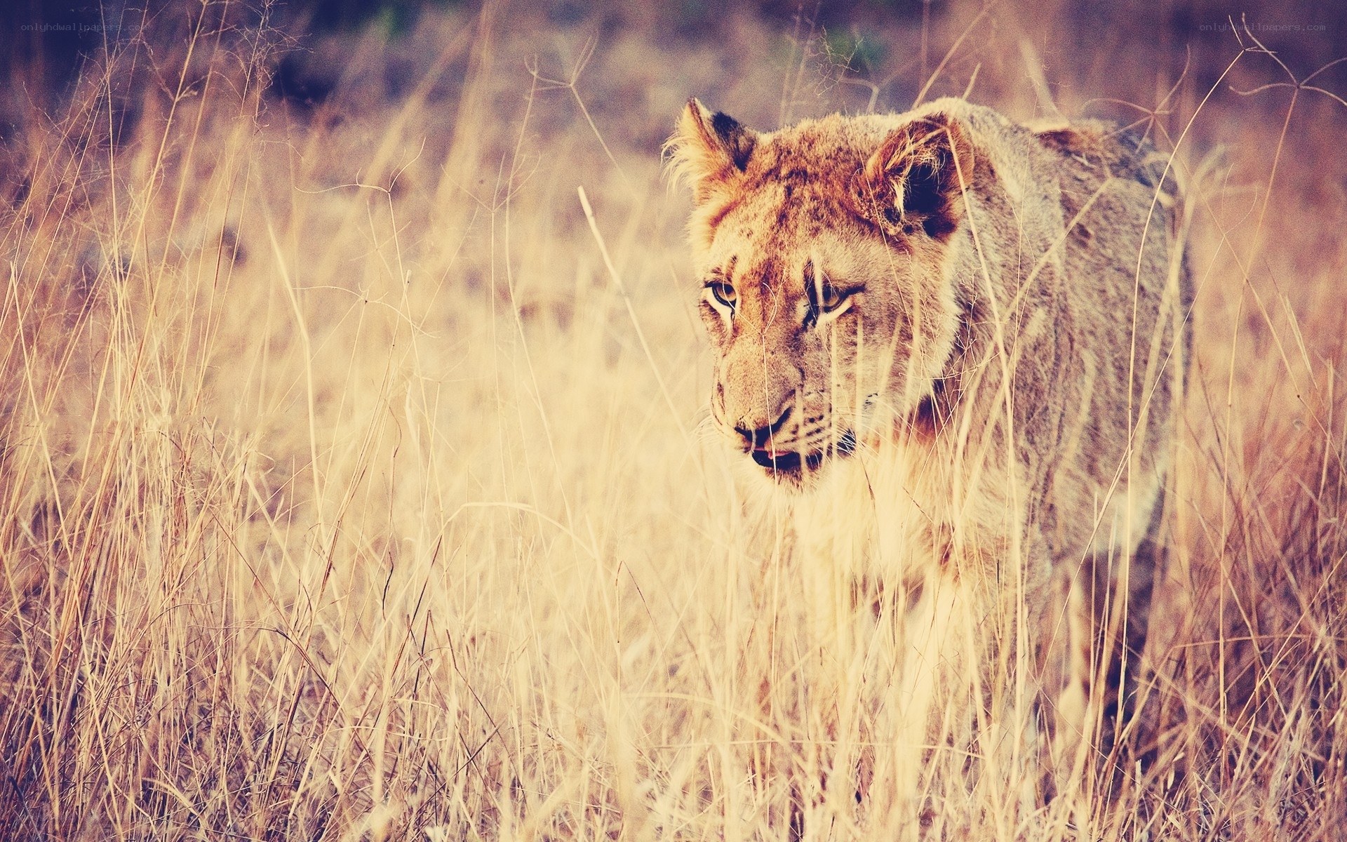lioness in tall grass