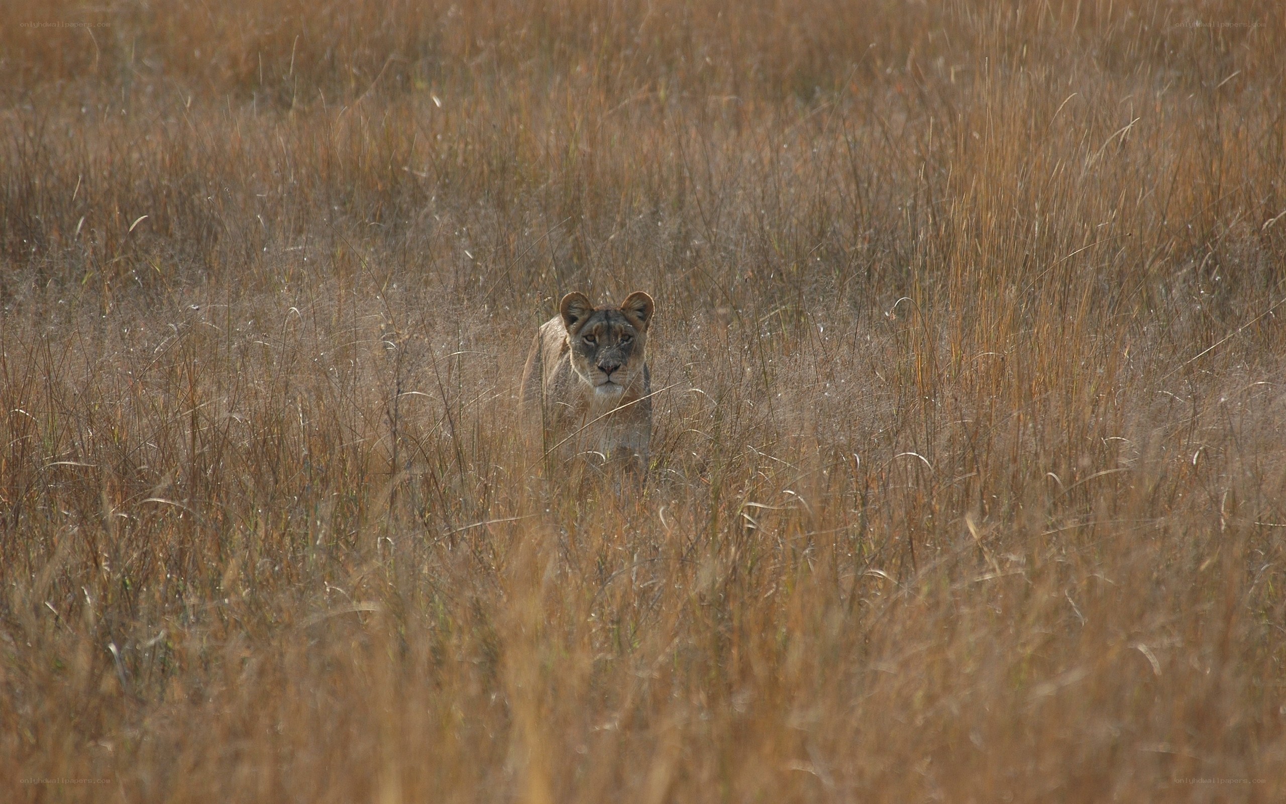 lioness in tall grass