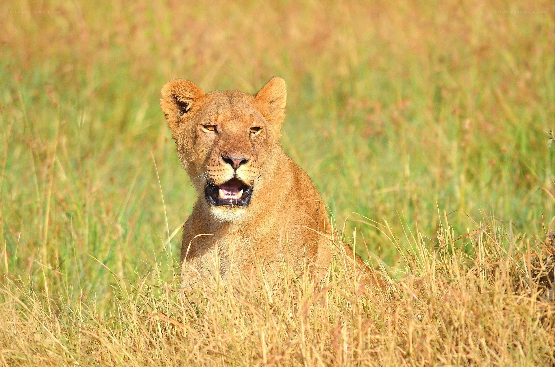 Lioness in tall grass