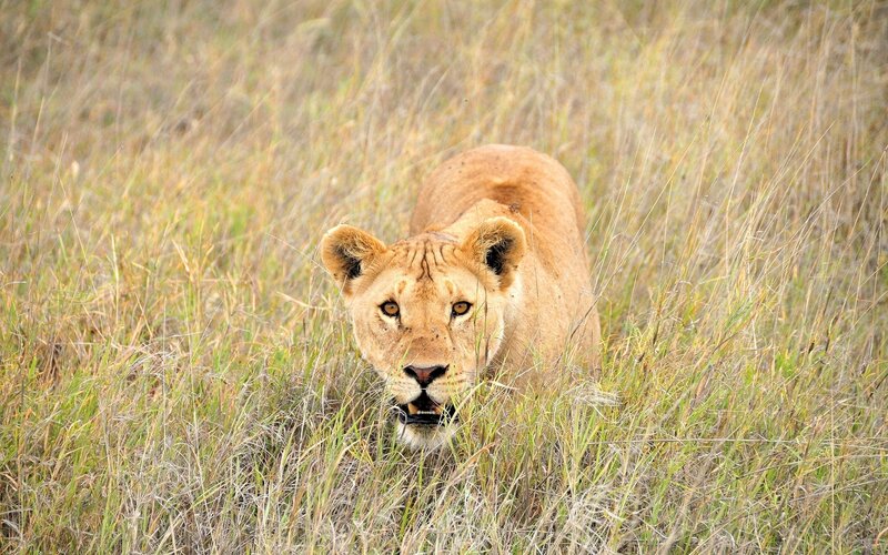 Lioness in tall grass
