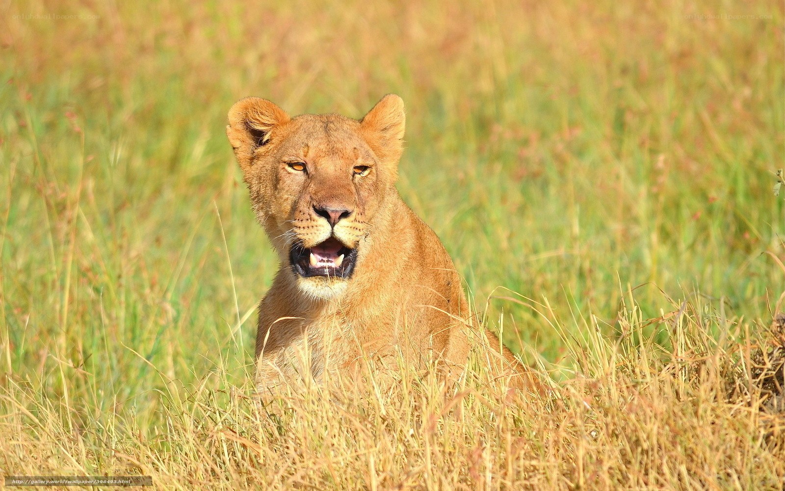 Lioness in tall grass