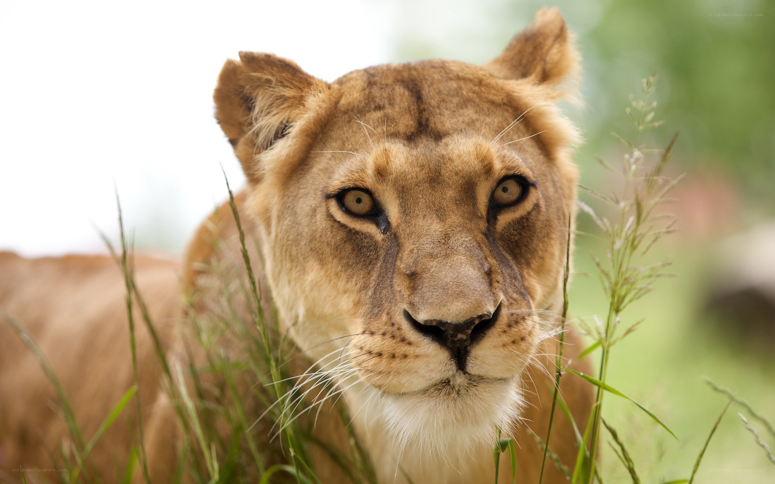Lioness in tall grass