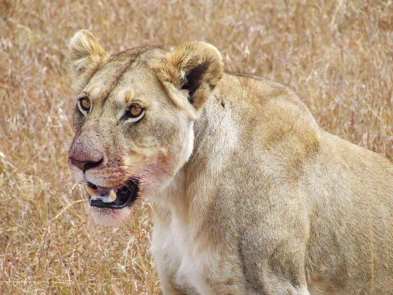 Lioness in Tall Grass — Brown, Alert, Afternoon, Photograph, Open Mouth