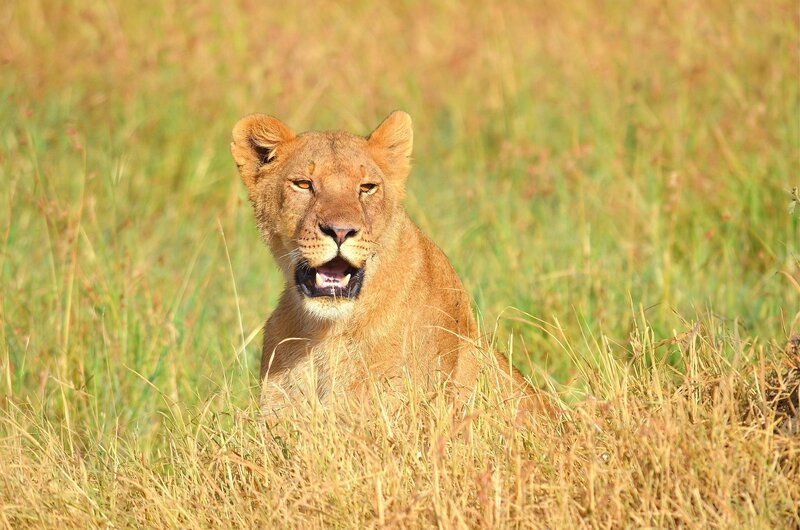 Lioness in Tall Grass — Brown, Alert, Afternoon, Photograph, Safari