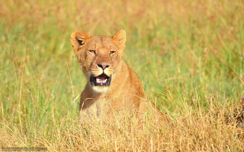 Lioness in Tall Grass — Brown, Alert, Afternoon, Photograph, Sunlight