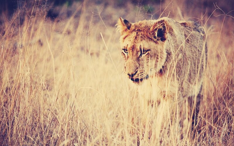 Lioness in Tall Grass — Brown, Alert, Afternoon, Photograph