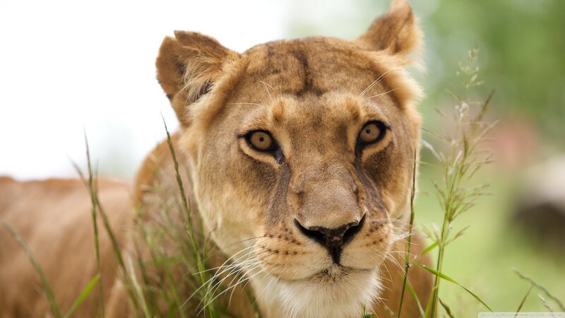Lioness in Tall Grass — Brown, Alert, Afternoon