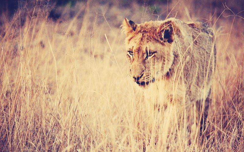 Lioness in Tall Grass — Brown, Alert