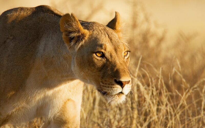 Lioness in Tall Grass — Brown, Calm, Sunset, Photograph, Sunlight