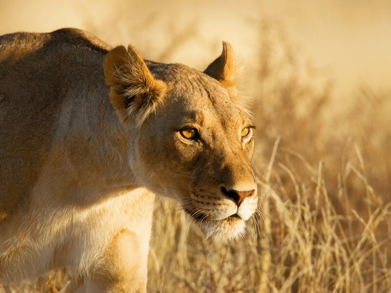 Lioness in Tall Grass — Brown, Calm, Sunset