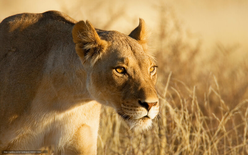 Lioness in Tall Grass — Brown, Dramatic, Sunset, Photograph