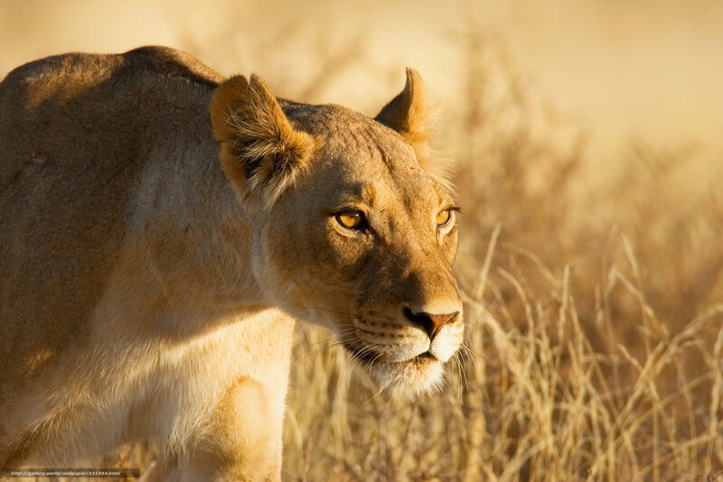 Lioness in Tall Grass — Brown, Dramatic, Sunset