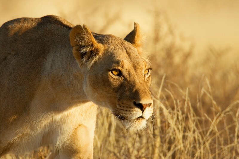 Lioness in Tall Grass — Brown, Dramatic