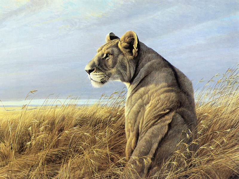 Lioness in Tall Grass — Brown