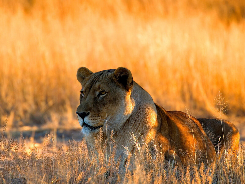 Lioness in Tall Grass — Golden
