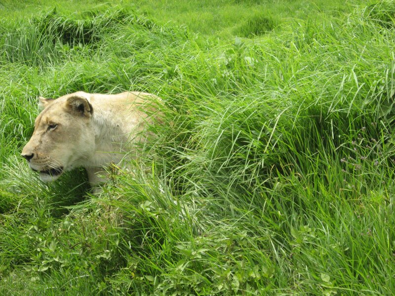 Lioness in Tall Grass — Green, Calm