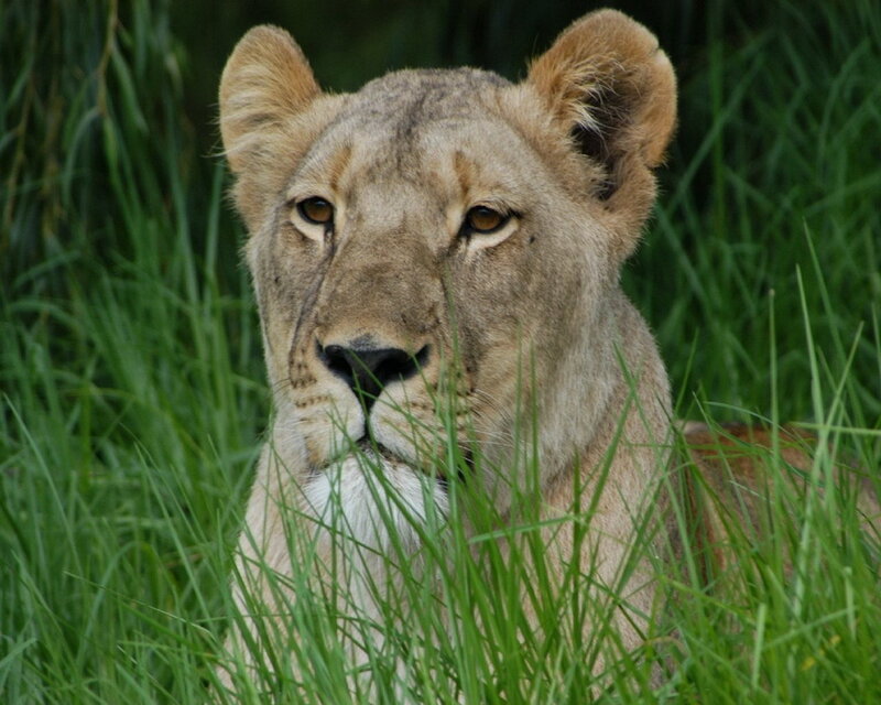 Lioness in Tall Grass — Green