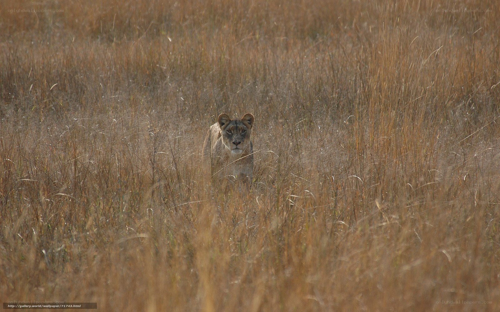 Lioness in tall grass