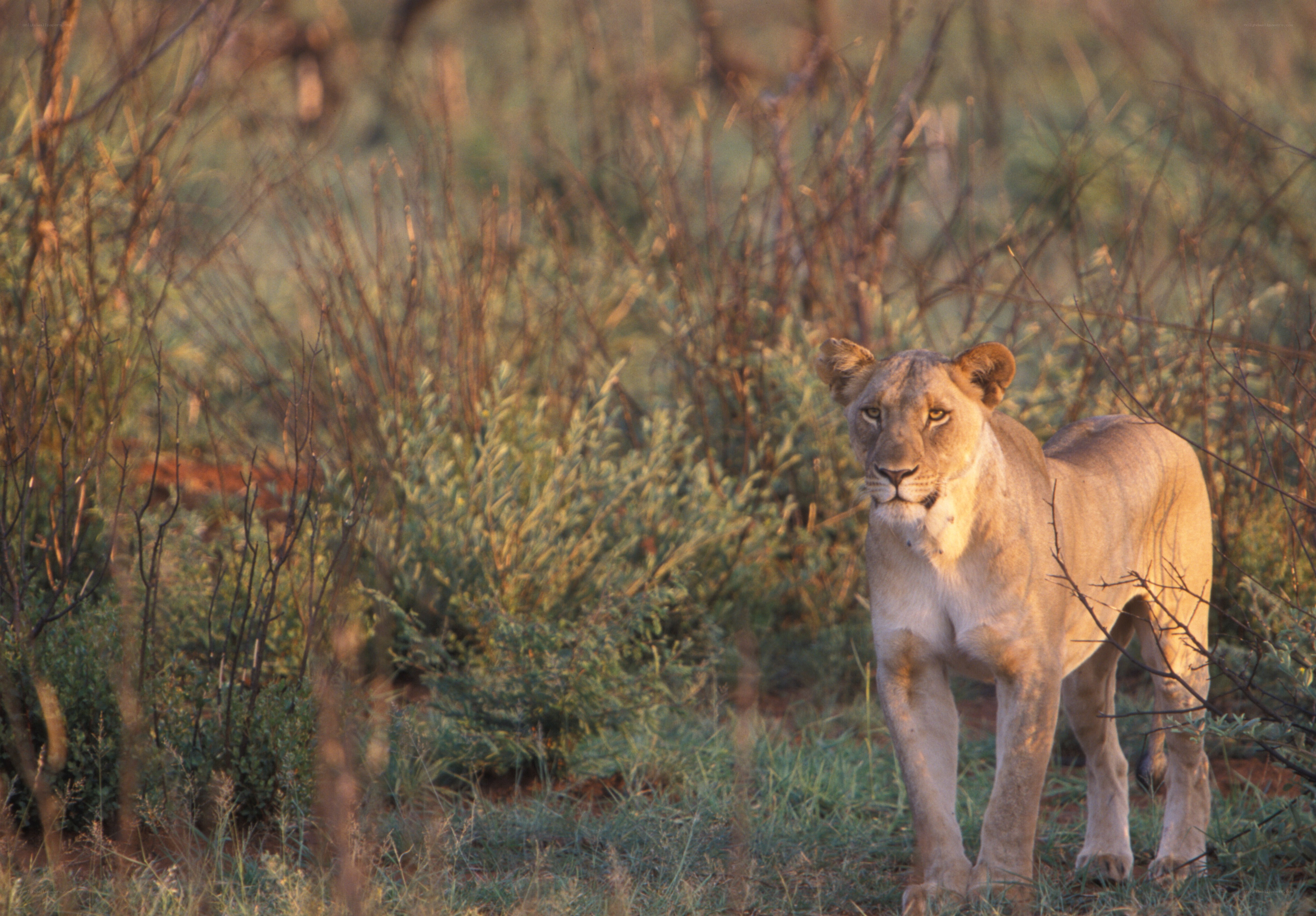 Lioness in the bush