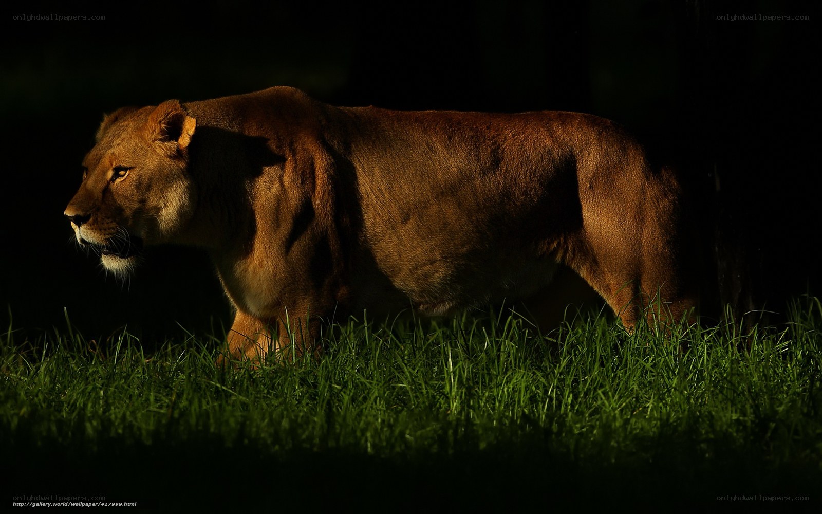 Lioness in the grass