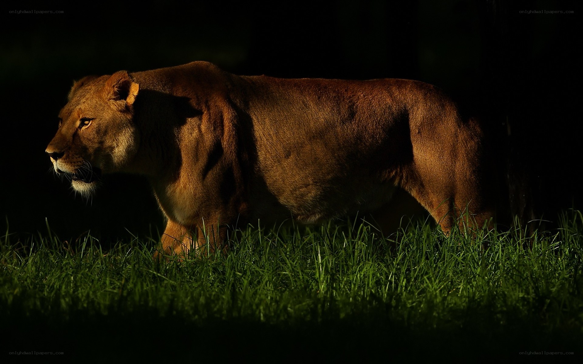 Lioness in the grass