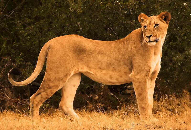 Lioness in the savanna