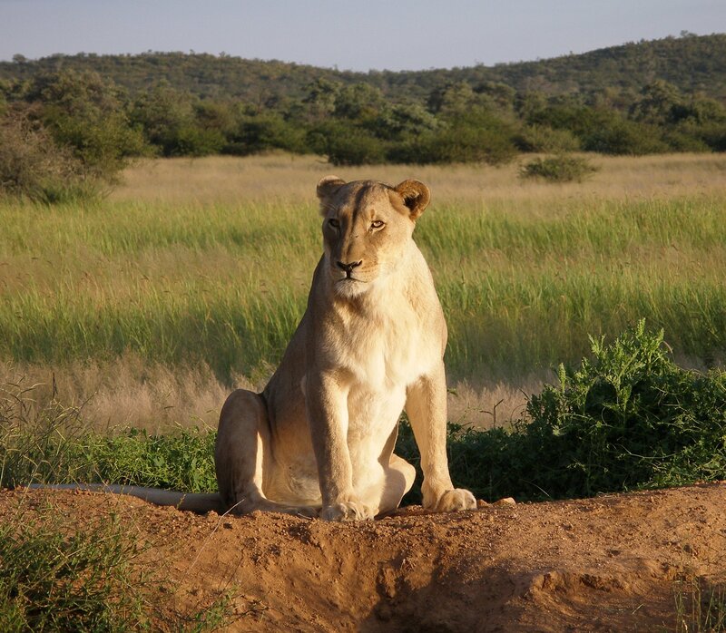 Lioness in the savanna