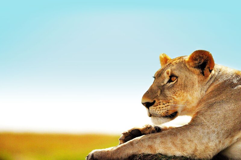 lioness in the savanna