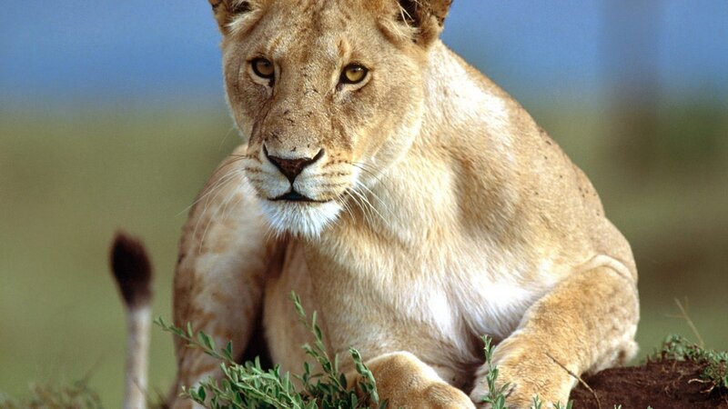 lioness in the savanna