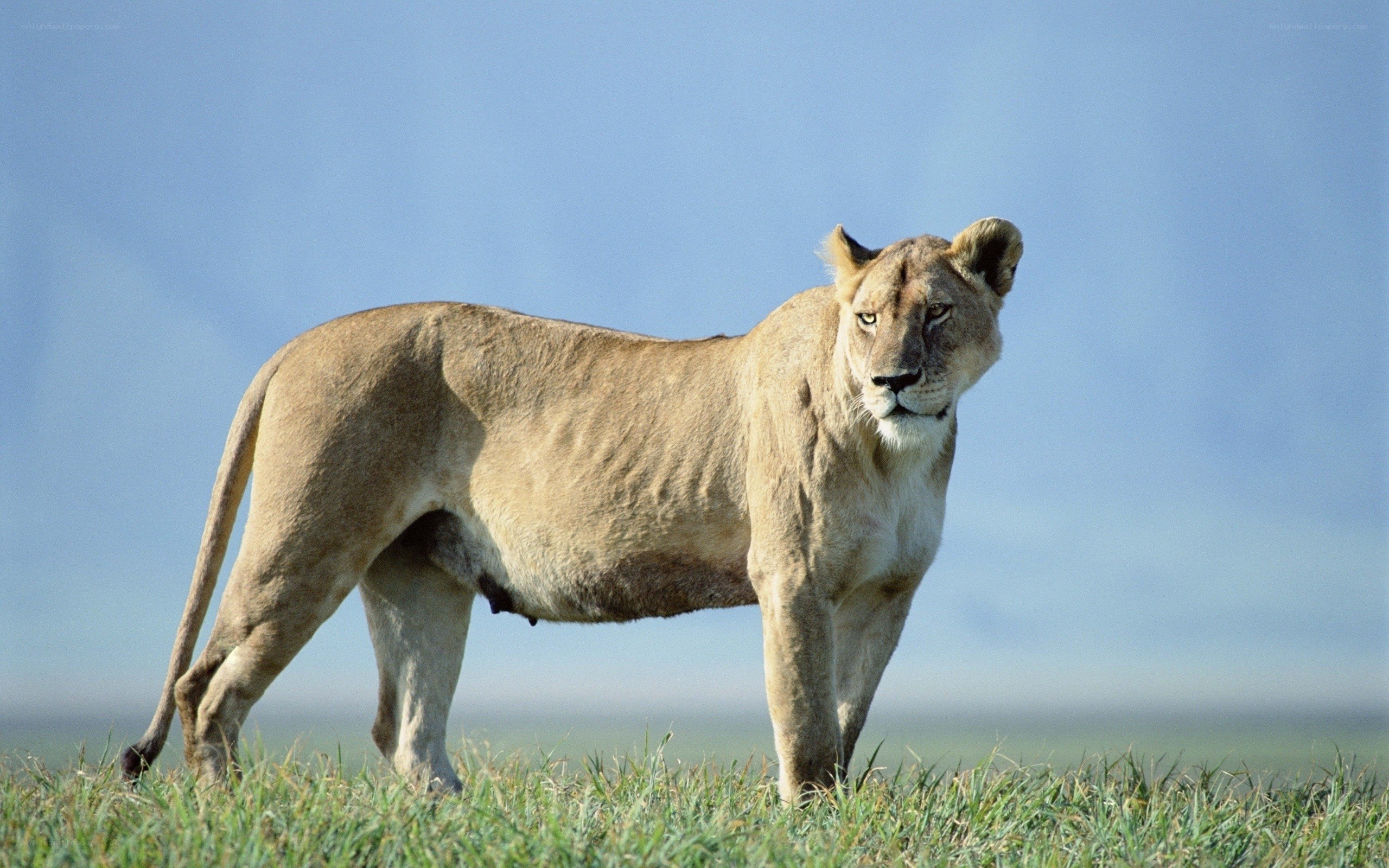 Lioness in the savanna